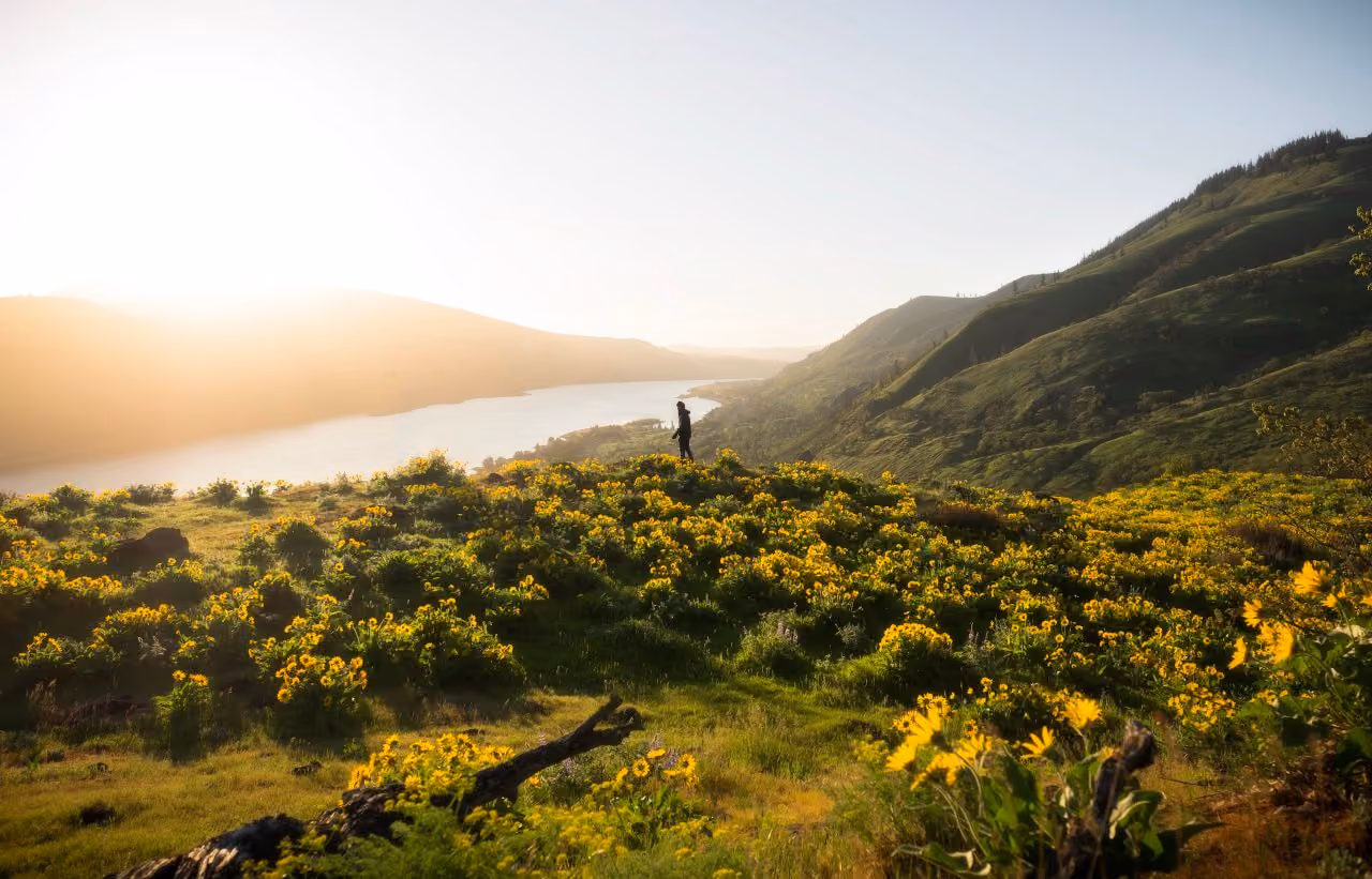 A field of balsamroot flowers on the Mosier hills overlooking the Columbia River